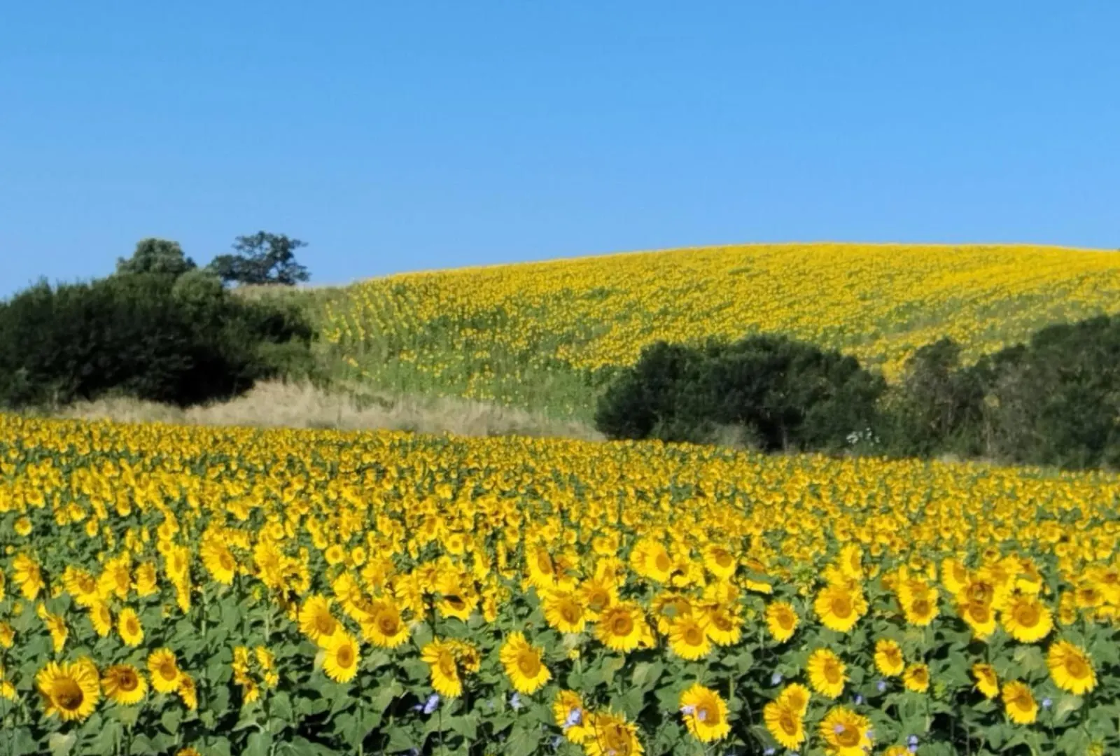 Agriturismo Da Remo Magliano in Toscana
