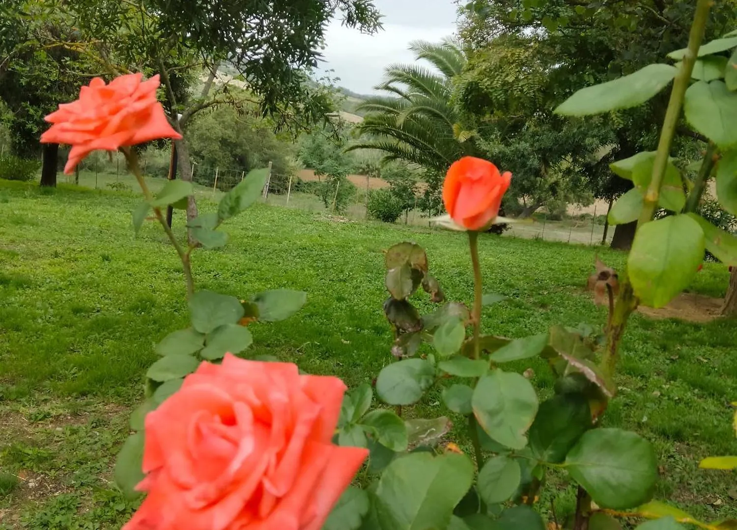 Vakantieboerderij Agriturismo Da Remo Magliano in Toscana